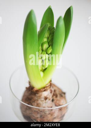 Die gemeinsame Hyazinthe (Hyacinthus orientalis) auf einem Tisch. Stockfoto