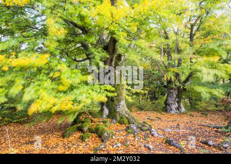 Old hute Beeches im Herbst, Kellerwald, Hutewald Halloh bei Albertshausen, Hessen, Deutschland Stockfoto