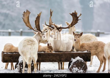 Weißer Damhirsch (Dama dama), zwei Hirsche, Fütterungsszene im Schnee, Neuhaus Wildlife Park im Winter, Neuhaus im Solling, Solling-Vogler Naturpark Stockfoto