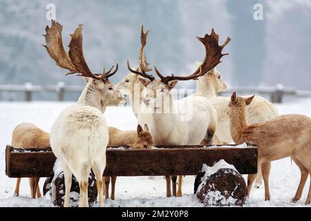 Weißer Damhirsch (Dama dama), zwei Hirsche, Fütterungsszene im Schnee, Neuhaus Wildlife Park im Winter, Neuhaus im Solling, Solling-Vogler Naturpark Stockfoto