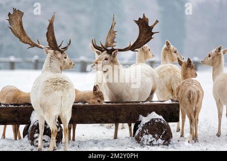 Weißer Damhirsch (Dama dama), zwei Hirsche, Fütterungsszene im Schnee, Neuhaus Wildlife Park im Winter, Neuhaus im Solling, Solling-Vogler Naturpark Stockfoto