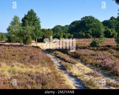 Auffahrt im Naturpark Lueneburg Heath während der Heidenblüte im Spätsommer. Lueneburg Heath, Niederhaverbeck, Niedersachsen, Deutschland Stockfoto