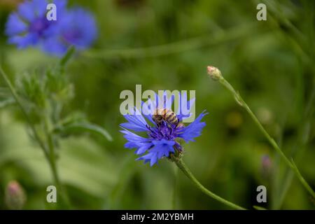 westliche Honigbienen sammeln Pollen aus leuchtend blauen Kornblumen, auch bekannt als Junggesellen-Knopf Stockfoto