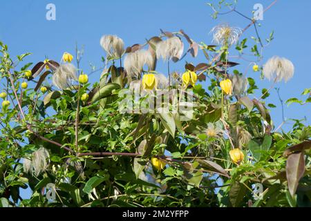 CLEMATIS "BILL MACKENZIE" SPEENGARTEN, MÄUSE Stockfoto