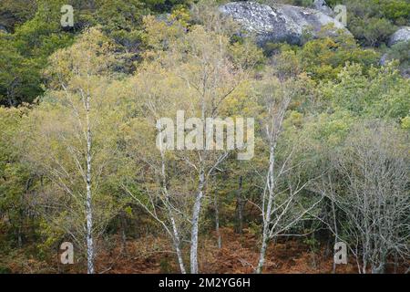 Nationalpark Peneda Gerês, Portugal - 28. Oktober 2021 : Birkenbäume im Herbst Stockfoto
