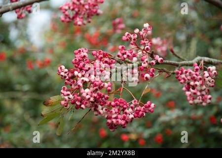 Herbstbeeren von Sorbus pseudohupehensis Pink Pagoda Beeren im britischen Garten November Stockfoto