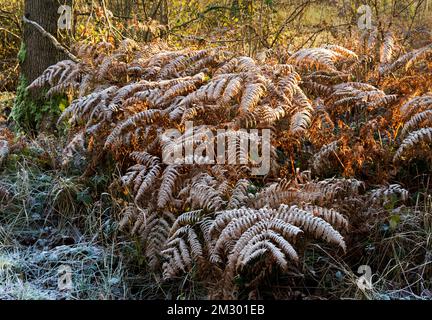 Ein von Frost bedecktes Farnfeld bei kaltem Wetter, das von der untergehenden Sonne erhellt wird Stockfoto