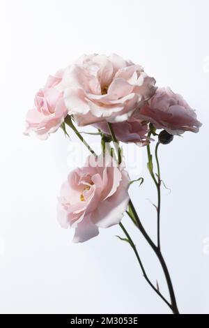 Hellrosa Rosen mit Stielen auf weißem Hintergrund. Stockfoto