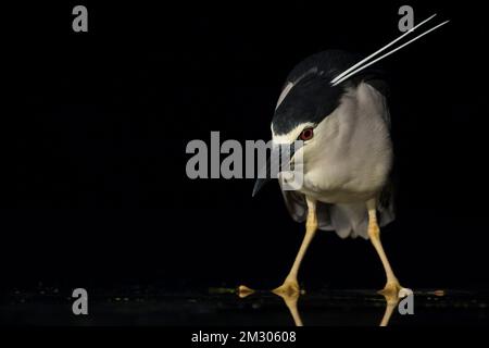 Kwak jagend in Wasser; Schwarz - gekrönte Night Heron Jagd in Wasser Stockfoto