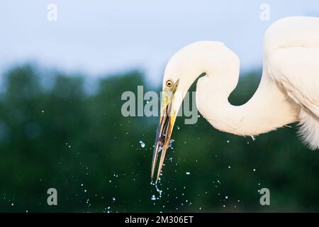 Grote Zilverreiger vangt vis; Western Great Egret, Fische zu fangen, Stockfoto