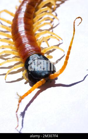 Eine Nahaufnahme eines Riesen-Wüsten-Centipede mit orangefarbenem Hals und Beinen Stockfoto