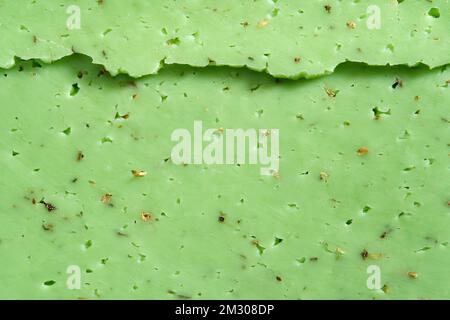 Konsistenz von grünem Pestokäse mit Kräutern und Nüssen. Stockfoto