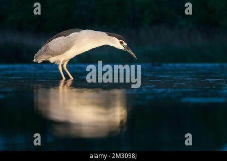 Kwak jagend in Wasser; Schwarz - gekrönte Night Heron Jagd in Wasser Stockfoto