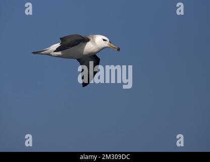 Unreife Schwarz der tiefsten Albatros fliegen über offenen Ozean; onvolwassen Wenkbrauwalbatros vliegend Boven de Oceaan Stockfoto