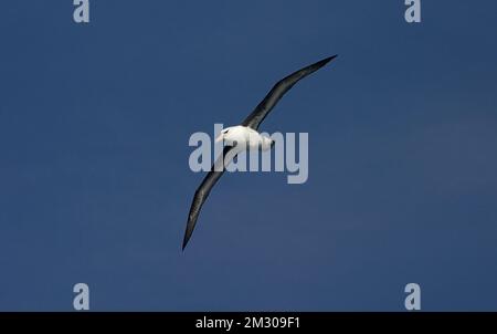 Nach Schwarz-tiefsten Albatros fliegen gegen den blauen Himmel; volwassen Wenkbrauwalbatros vliegend tegen Blauwe lucht Stockfoto