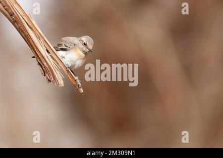 Weibliche östlichen Schwarz-eared Steinschmätzer (Oenanthe lalage) während der Frühling Migration in Eilat, Israel. Stockfoto