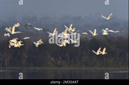 Yueyang. 13th Dec, 2022. This photo taken on Dec. 13, 2022 shows spoonbills at Donggu Lake wetland of the Quyuan administration area, central China's Hunan Province. Wintering migrant birds have recently arrived at Dongting Lake wetland. Credit: Zhao Zhongzhi/Xinhua/Alamy Live News Stock Photo