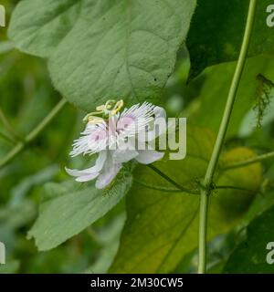 Nahaufnahme der weißen und lila rosa Blume der wilden passiflora foetida, die im Freien blüht, vor natürlichem Hintergrund Stockfoto