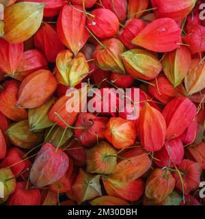 Blick aus der Nähe auf helle und farbenfrohe Physalis, auch bekannt als Kap-Stachelbeere oder Inka-Stachelbeere, die auf einem Markt in Tadschikistan, Zentralasien, angeboten werden Stockfoto