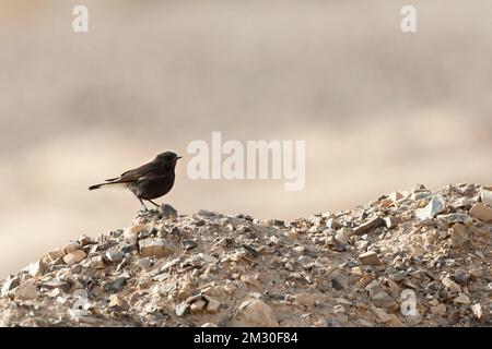 Basalt Steinschmätzer (Oenanthe lugens warriae) in Israel. Dies ist eine faszinierende dunkel Unterarten der Trauer steinschmätzer von der Basalt Wüste northeas Stockfoto