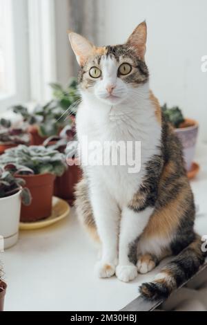Süße Katze, die auf dem Fensterbrett sitzt und in die Kamera schaut. Flauschige dreifarbige Erwachsene Katze Stockfoto