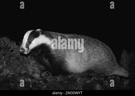 Dachs, wissenschaftlicher Name: Meles Meles. Nahaufnahme in Schwarz und Weiß eines wilden, einheimischen Dachs, nach links gerichtet, in Glen Strathfarrar, Scottish Highlands. Stockfoto