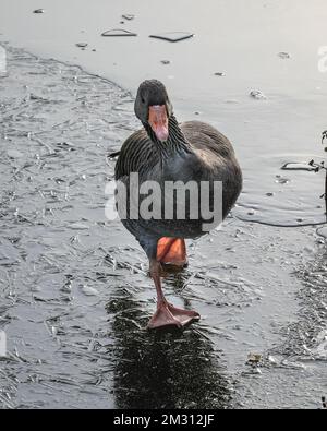 London, Großbritannien. 14.. Dezember 2022. Eine Graugans sieht wackelig aus, wenn man versucht, auf dem Eis über Teile des Sees zu laufen. Schwimmer trotzen dem kalten, aber sonnigen Wetter und schwimmen im offenen Wasser im Beckenham Place Park Swimming Lake, einem See in natürlicher Umgebung im Beckenham Place Park im Südosten Londons. Zwei voll ausgebildete Rettungsschwimmer sind anwesend mit Rettungsausrüstung für die gebuchten Freiwasserschwimmkurse und alle Schwimmer hatten Einführungskurse zum Schwimmen im Winter und Sicherheitsmaßnahmen. Kredit: Imageplotter/Alamy Live News Stockfoto