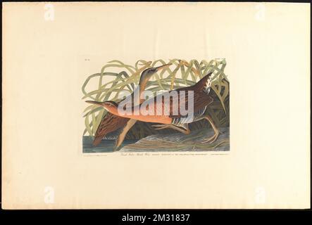 Fresh water marsh hen : Rallus elegans, Aud. Male spring plumage, 1. Young autumnal plumage, 2. c.1 v.3 plate 203 , Birds, King rail. The Birds of America- From Original Drawings by John James Audubon Stockfoto