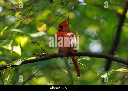 Männlicher Kardinal aus dem Norden auf einem Ast zwischen grünem Laub in einem Wald im Profil Stockfoto