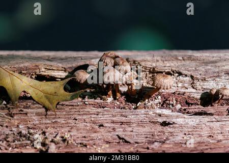 Wilde Pilze, Pilze wachsen auf einem toten Baumstamm in einem Wald mit einem roten Eichenblatt daneben, mit Kopierraum Stockfoto