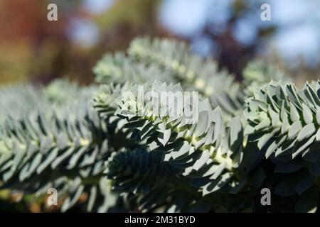 Euphorbia myrsinites Myrtle Spurbel Laub im sonnigen britischen Garten Oktober Stockfoto