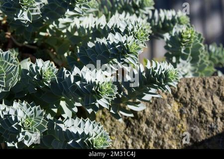 Euphorbia myrsinites Myrtle Spurbel Laub im sonnigen britischen Garten Oktober Stockfoto