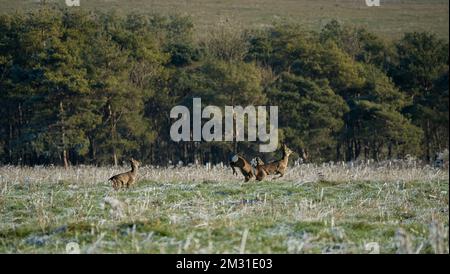 Kleine Herde von Wild Roe Deer (Capreolus capreolus) auf frostbedeckten Wiesen, Wiltshire UK Stockfoto