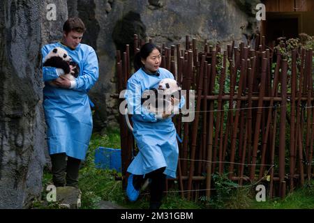 Hausmeister tragen die Pandajungen „Bao Mei“ und „Bao Di“ bei einer Zeremonie, um die Namen der beiden Baby-Pandas im Tierpark Pairi Daiza am Donnerstag, den 14. November 2019, in Brugelette zu enthüllen. Die Pandas wurden im August geboren und sind jetzt 100 Tage alt. Sie erhalten Namen, die von der Öffentlichkeit über eine Online-Umfrage ausgewählt wurden. BELGA FOTO NICOLAS MAETERLINCK Stockfoto