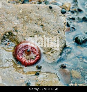 Ein Überlebender der Massen-Marine stirbt aus - eine Perlenanemone auf dem Sand der Gezeitenzone von Redcar Beach. Stockfoto