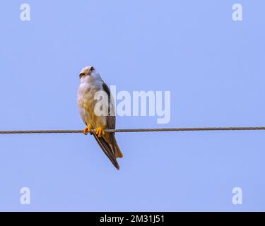 Ein schwarzer Schulterdrachen, der in den Himmel blickt Stockfoto