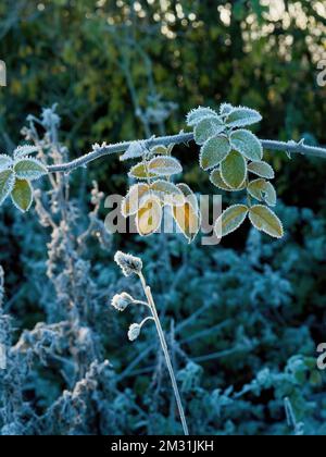 Bei Sonnenaufgang leuchten durchsichtige Blätter auf einem Zweig in Herbstfarben, bedeckt mit Reiß- und Frostspitzen, gegen ein gedämpftes Winterunterholz. Stockfoto