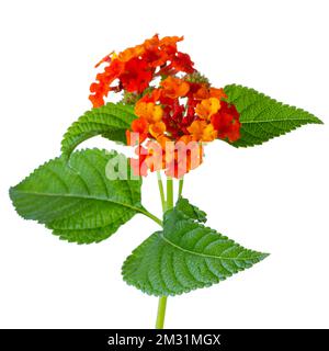 Die orangefarbene Lantana Camara-Blume ist auf weißem Hintergrund isoliert Stockfoto