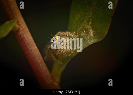 A macro shot of Hyllus semicupreus, the heavy-bodied jumper. Stock Photo