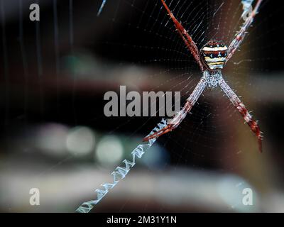 Eine Nahaufnahme von Argiope aetherea, einer großen Rundwebspinne in der Familie Araneidae. Stockfoto