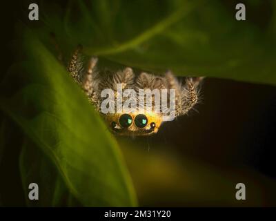 A macro shot of Hyllus semicupreus, the heavy-bodied jumper. Stock Photo