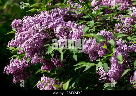 Sträucher, Lila syringa, Lila, Syringa vulgaris, Blooming, Syringa Flieder, Garten, Blumen Stockfoto