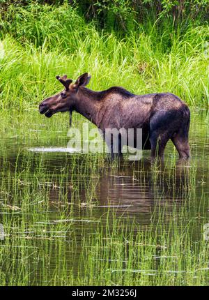 Jungbullen Moose (Alces alces), die sich auf der Seevegetation ernähren; Dease Lake; am Stewart-Cassiar Highway; British Columbia; Kanada Stockfoto