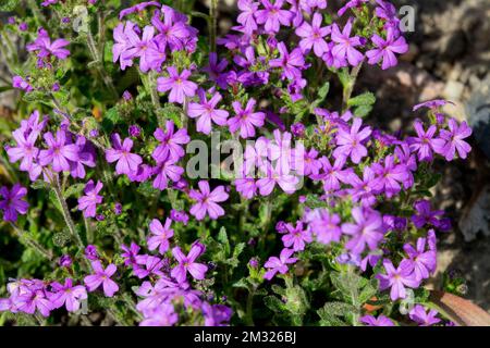 Feenhandschuh, Erinus alpinus, Blooms Stockfoto