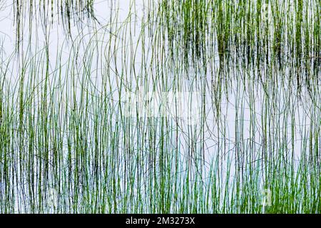 Marsh Grasses im Teich erzeugen abstrakte Muster; Dease Lake; am Stewart-Cassiar Highway; British Columbia; Kanada Stockfoto