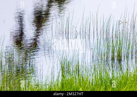 Marsh Grasses im Teich erzeugen abstrakte Muster; Dease Lake; am Stewart-Cassiar Highway; British Columbia; Kanada Stockfoto