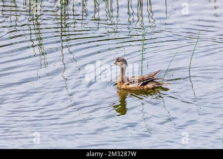 Grünflügelblaugrün; Ente; Dease Lake; am Stewart-Cassiar Highway; British Columbia; Kanada Stockfoto