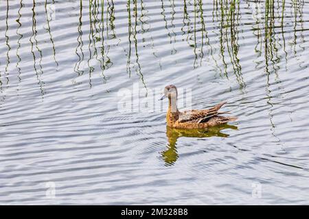 Grünflügelblaugrün; Ente; Dease Lake; am Stewart-Cassiar Highway; British Columbia; Kanada Stockfoto