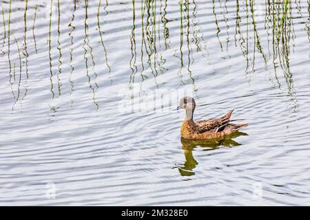 Grünflügelblaugrün; Ente; Dease Lake; am Stewart-Cassiar Highway; British Columbia; Kanada Stockfoto