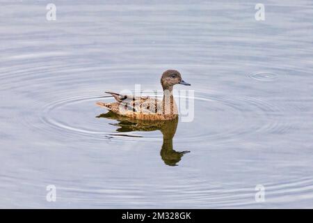 Grünflügelblaugrün; Ente; Dease Lake; am Stewart-Cassiar Highway; British Columbia; Kanada Stockfoto